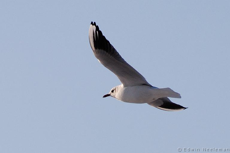 ENE-20090105-0007.jpg - [nl] Kokmeeuw ( Larus ridibundus ) | Kesteren, Nederland[en] Black-headed Gull ( Larus ridibundus ) | Kesteren, The Netherlands